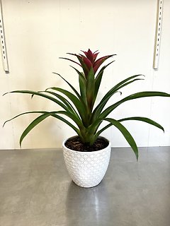 Bromeliad