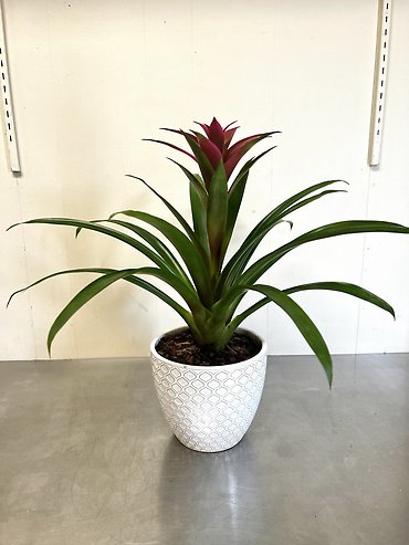 Bromeliad