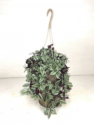 Zebrina Hanging Plant