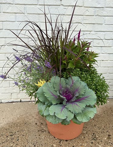 Outdoor Mum Combo Planter (14\" Round)