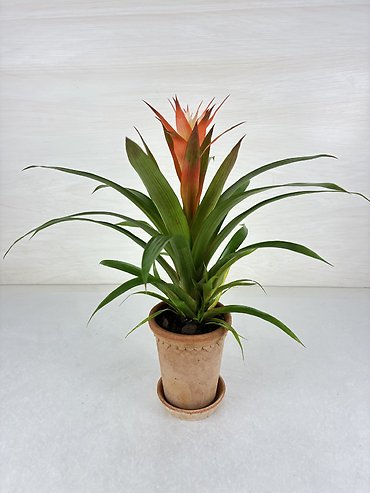 Bromeliad