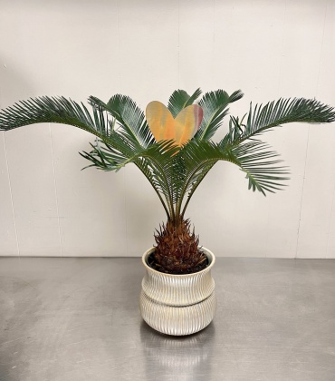 Sago Palm + Heart