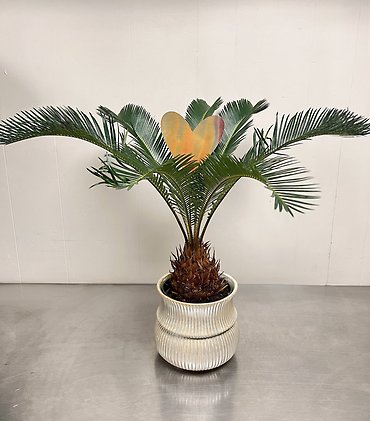 Sago Palm + Heart