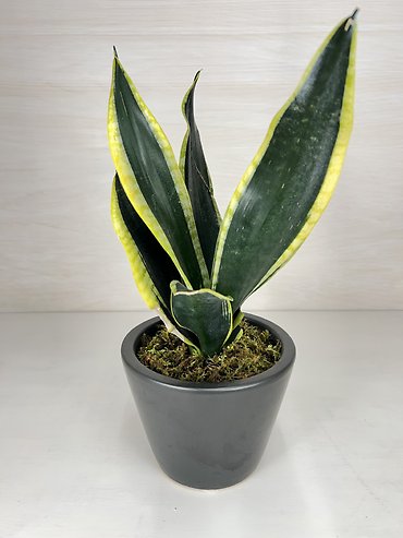 Laurentii Snake Plant