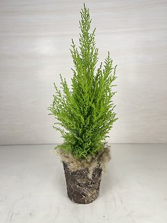 Lemon Cypress