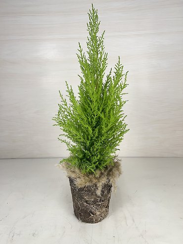 Lemon Cypress