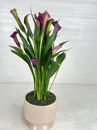 Calla Lily Plant