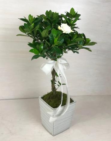 Gardenia Topiary