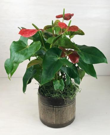 Anthurium Plant