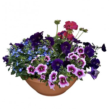 14\" Flowering Combo Bowl - Blue, Purple, Pink