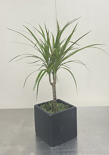 Dracaena