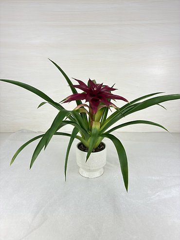 Bromeliad