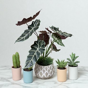 Silk Alocasia Plant