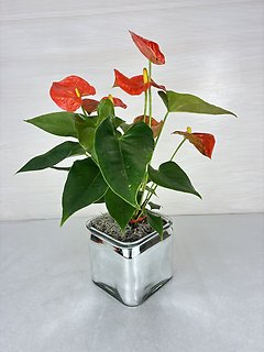 Anthurium