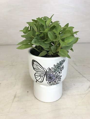 Peperomia