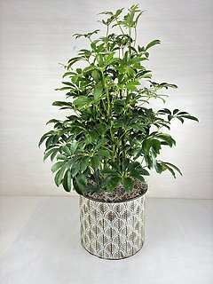 Schefflera Plant