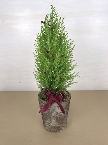 Lemon Cypress