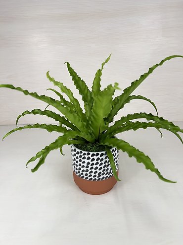 Birds Nest Fern