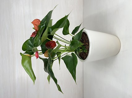 Anthurium