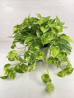 Golden Pothos
