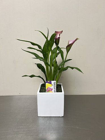 Calla Lily Plant