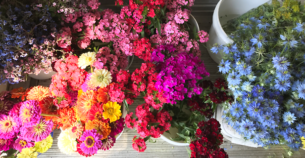 Local Blooms Subscriptions
