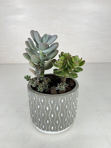Succulent Garden