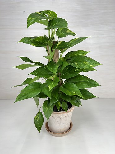 Golden Pothos | Totem Pole