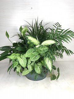Rustic Dish Garden - Extra Large