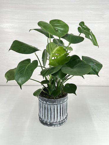 Philodendron Split Leaf