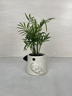 Parlor Palm