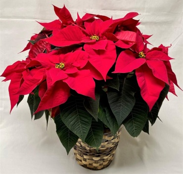 Classic Poinsettia | Medium