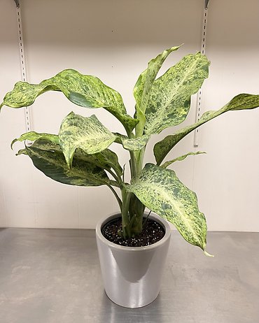 Dieffenbachia