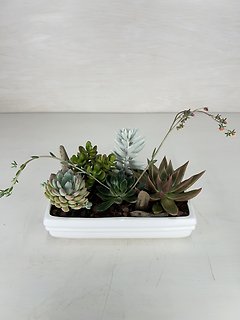 Succulent Planter