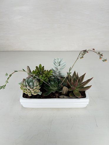 Succulent Planter