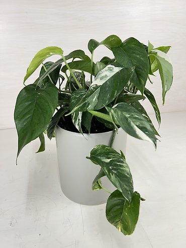 Pothos Epipremnum