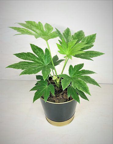 Fatsia Plant