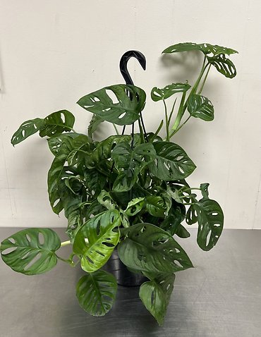 Swiss Cheese Philodendron | Hanging Basket
