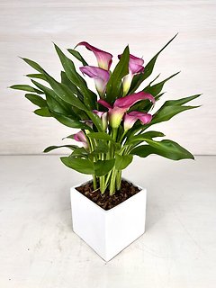 Calla Lily Plant