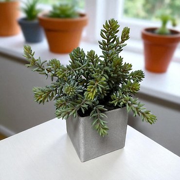 Everlasting Succulent Cube