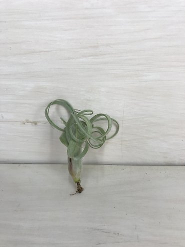 Tilandsia Baileyi X Streptophylla