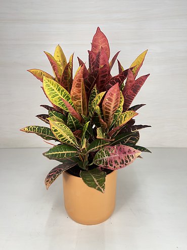 Croton Plant