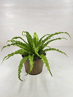 Birds Nest Fern