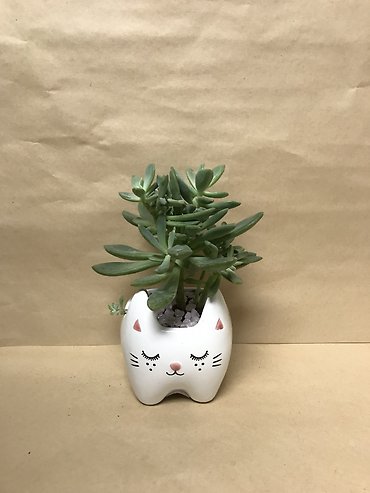 Kitty Planter