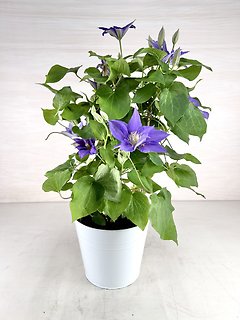 8\" Clematis Patio Planter - Lavender