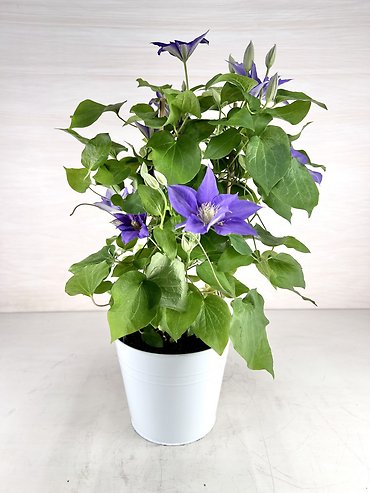 8\" Clematis Patio Planter - Lavender