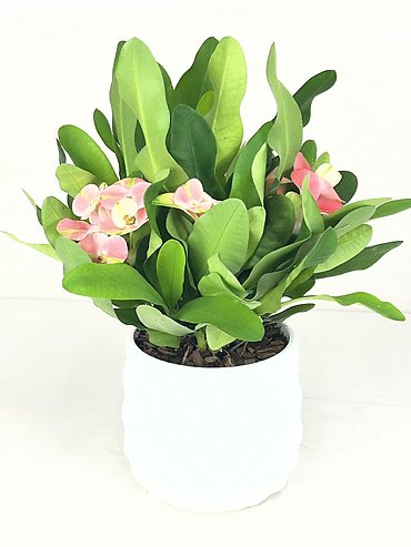 Euphorbia Plant