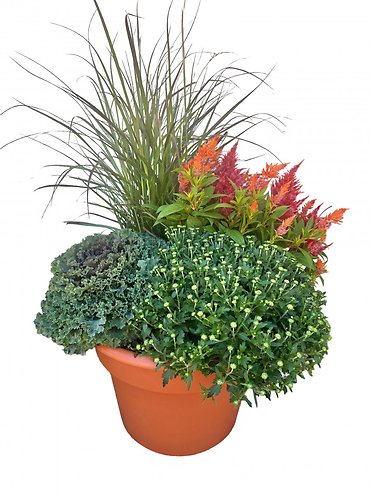 Outdoor Mum Combo Planter (14\" Round)