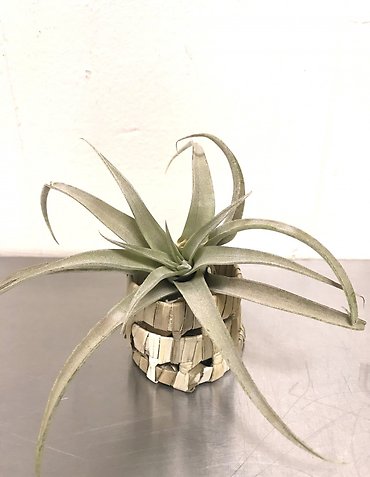 Tillandsia Capitata | Peach