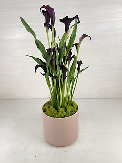 Calla Lily Plant